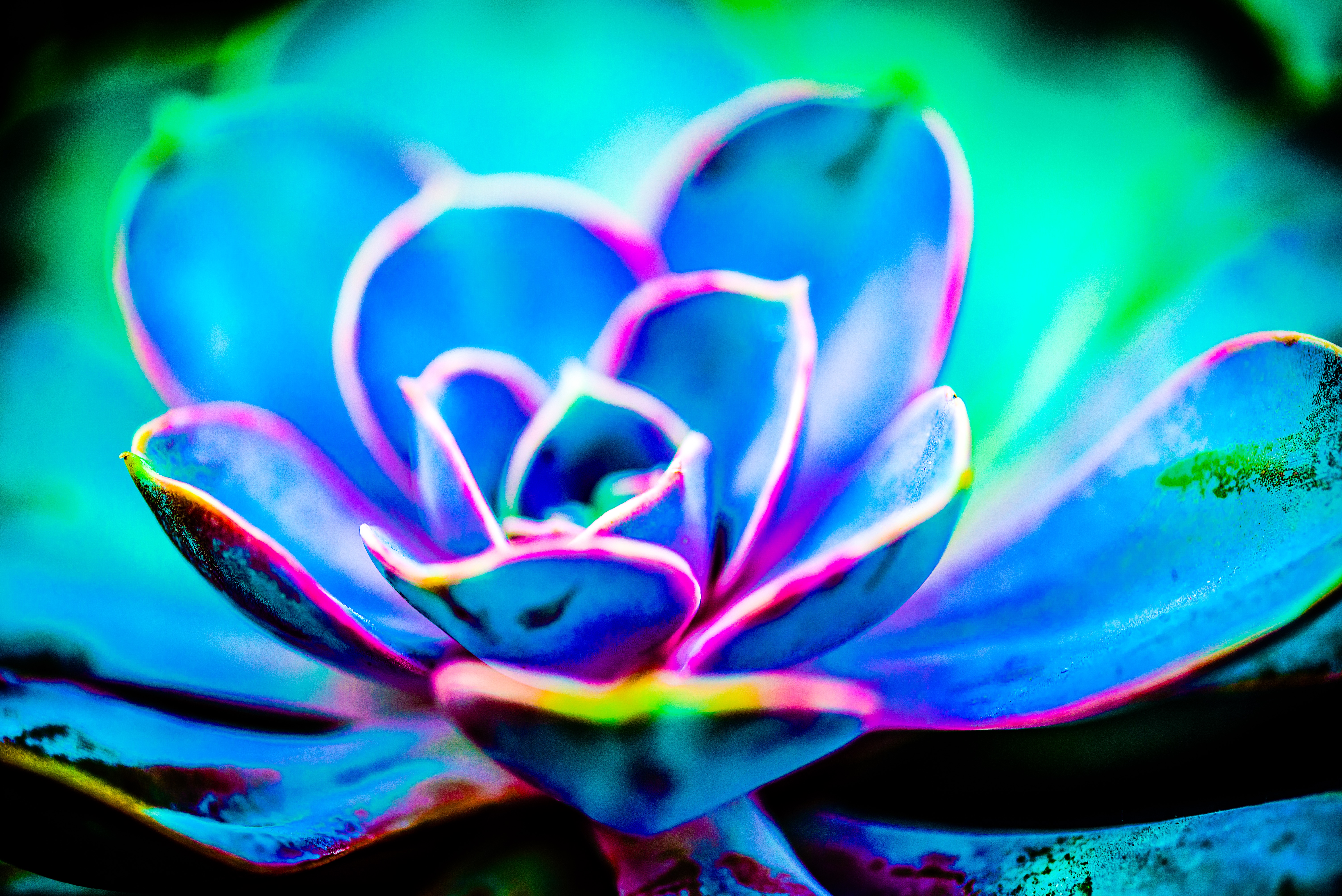 Psychedelic Cactus Petals #1