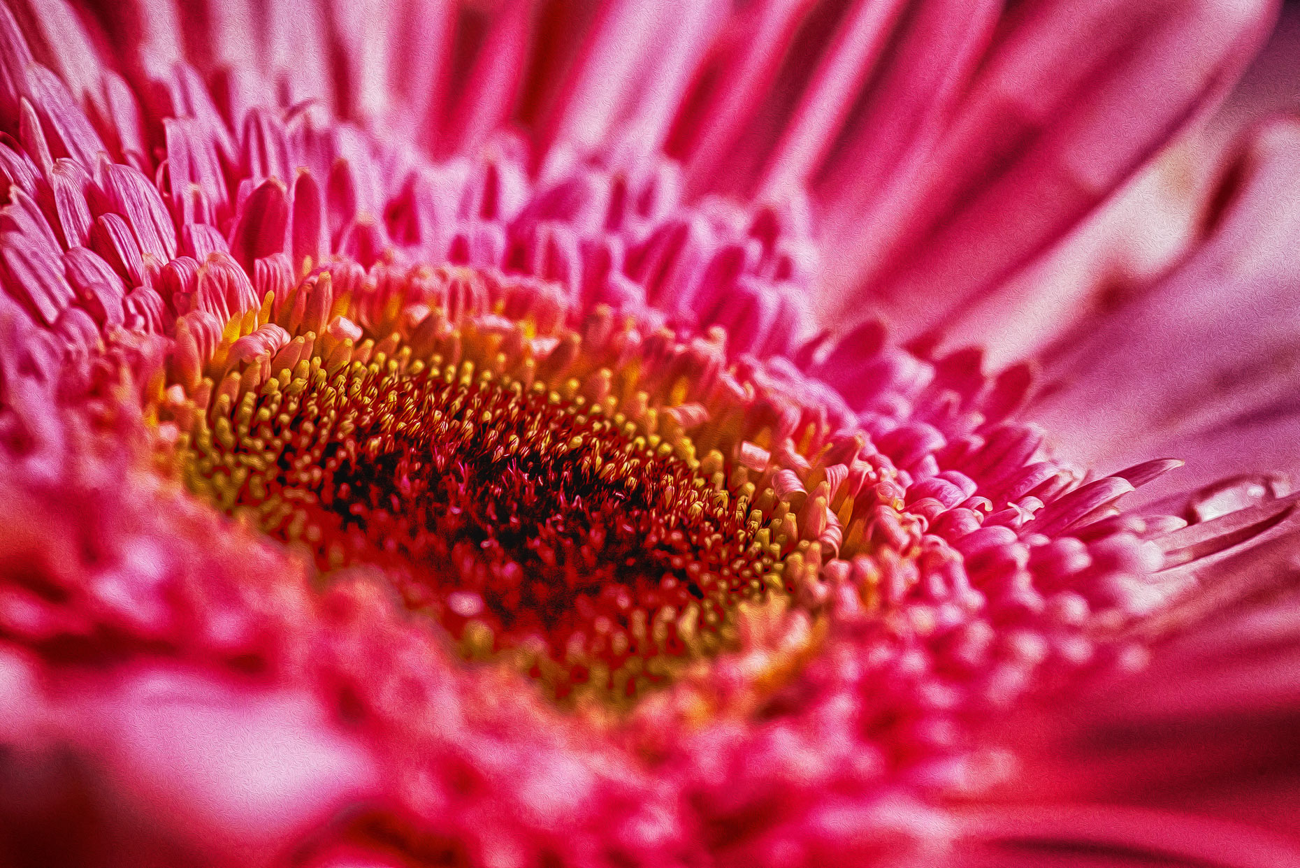Lush Pink Gerber Daisy Flower #1