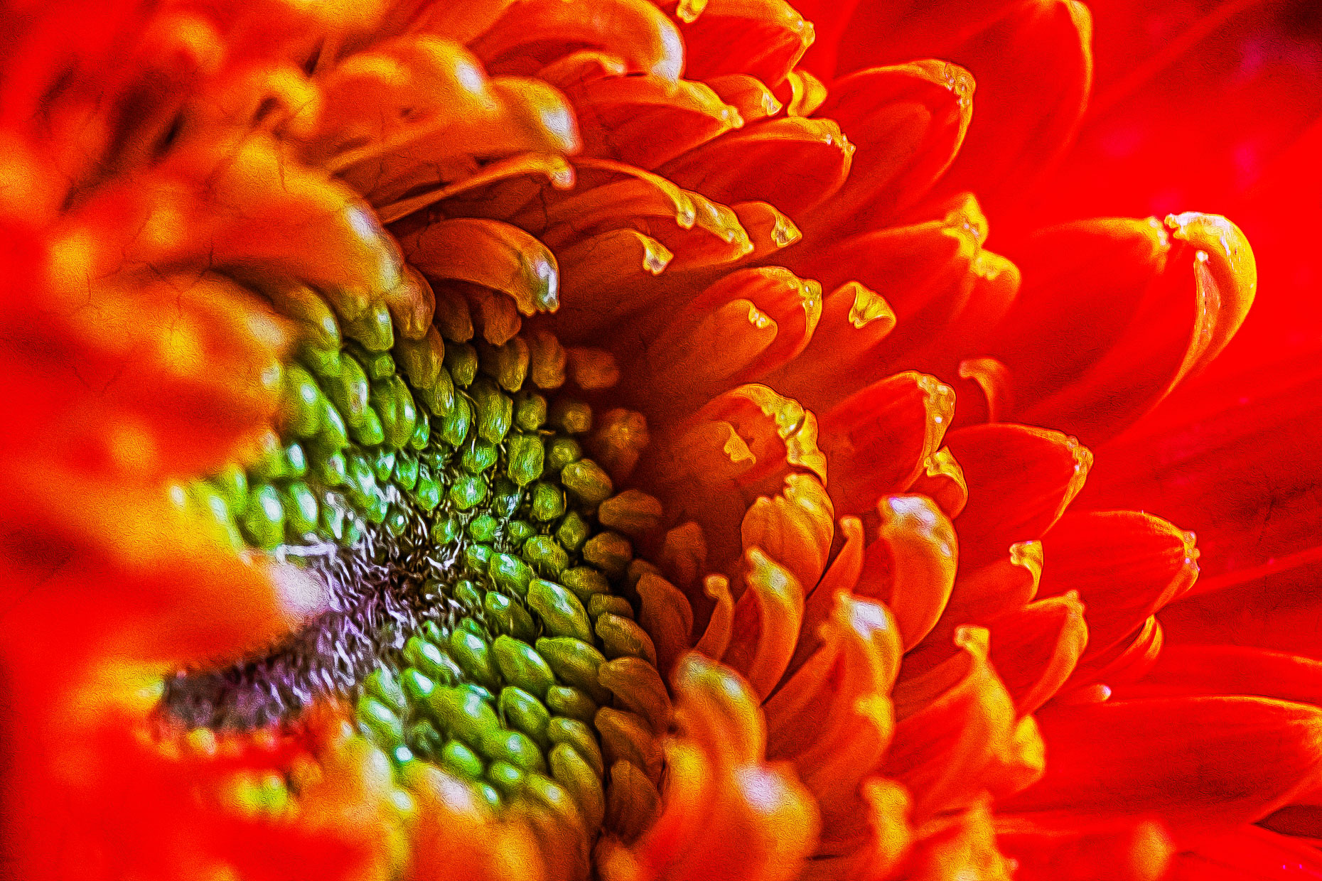 Bright Orange Gerber Daisy Flower #3