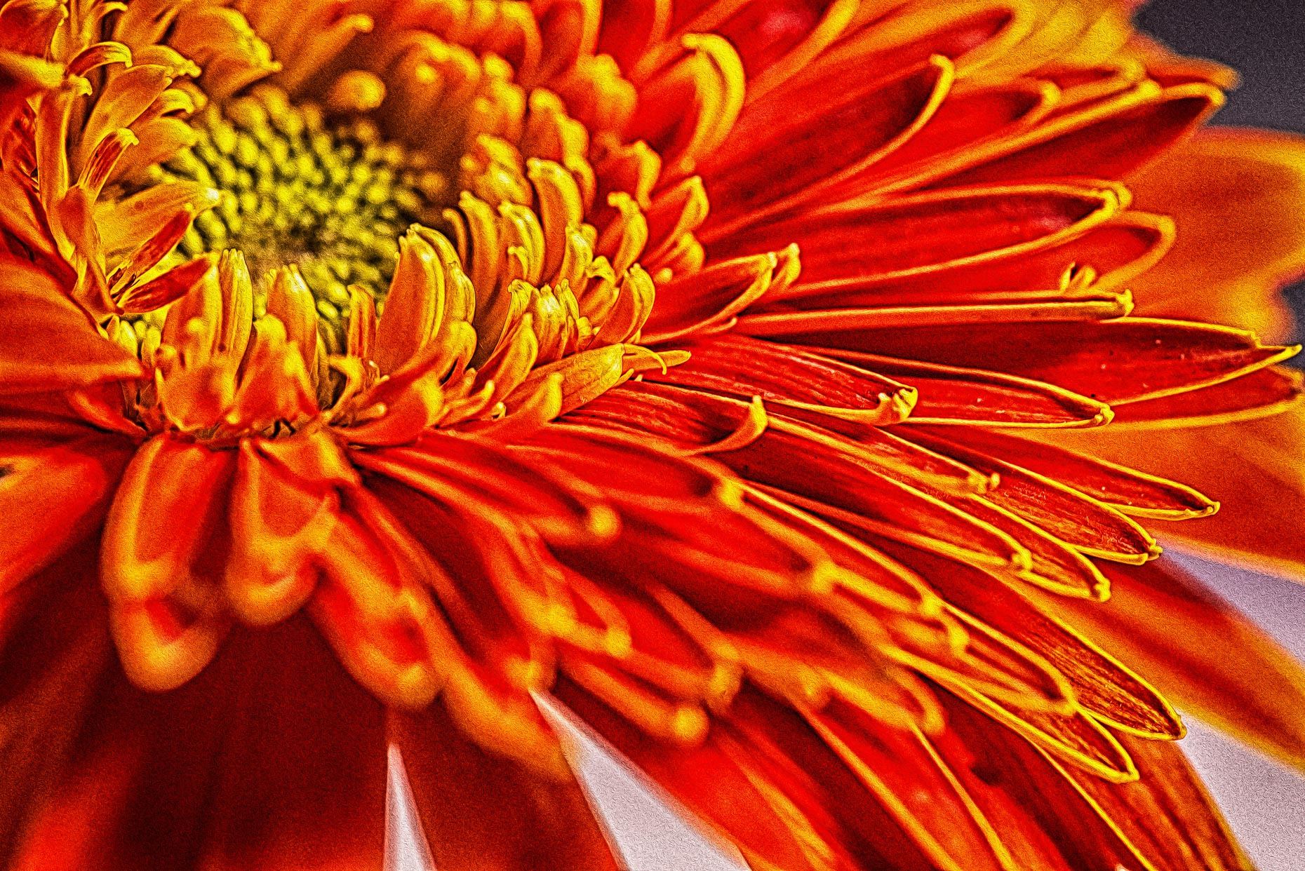 Bright Orange Gerber Daisy Flower #2