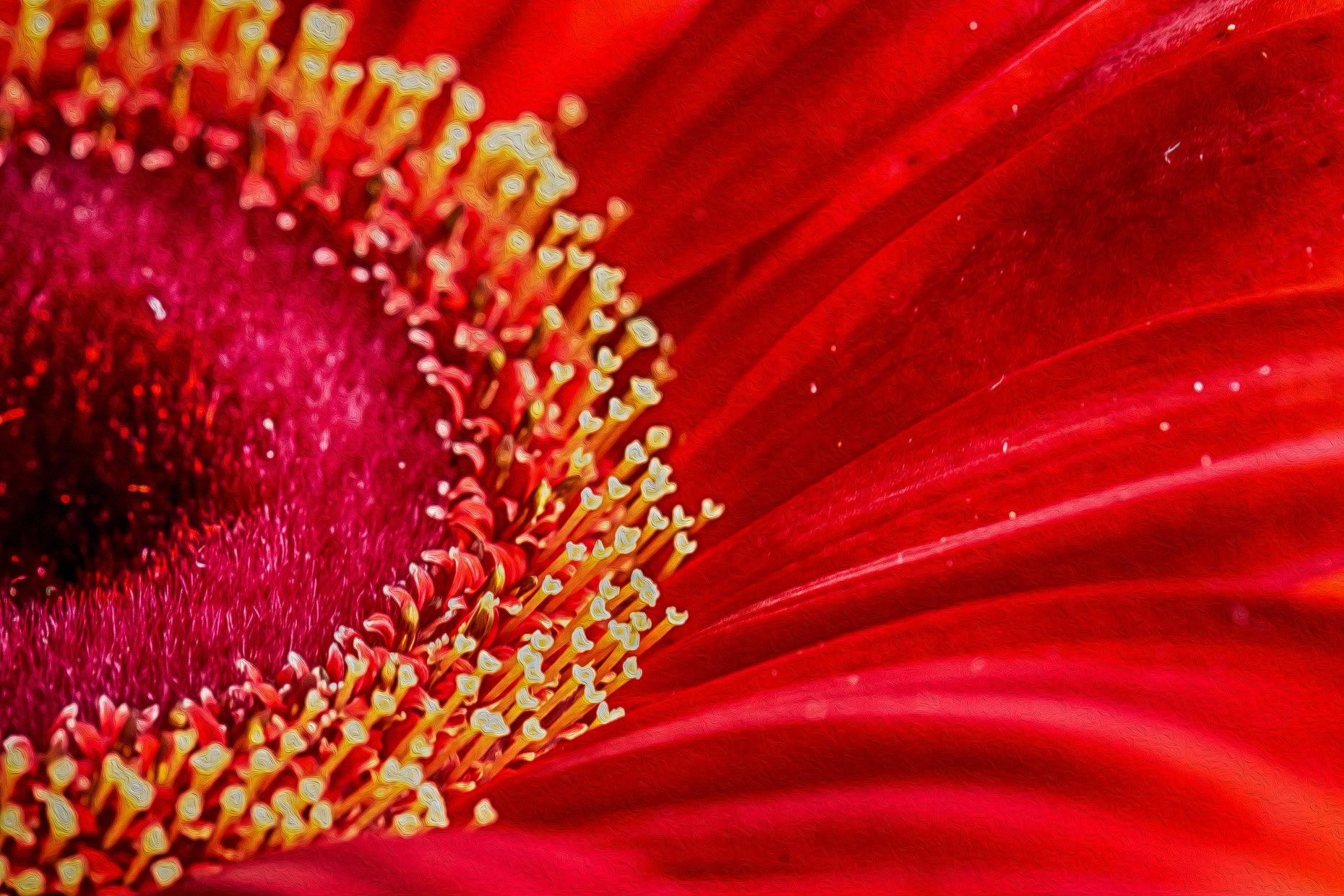 Vivid Red Gerber Daisy Flower #2