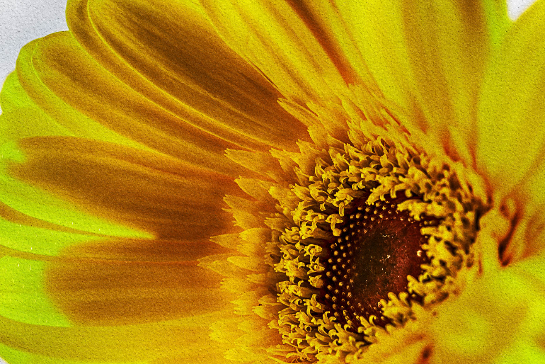 Bright Yellow Gerber Daisy