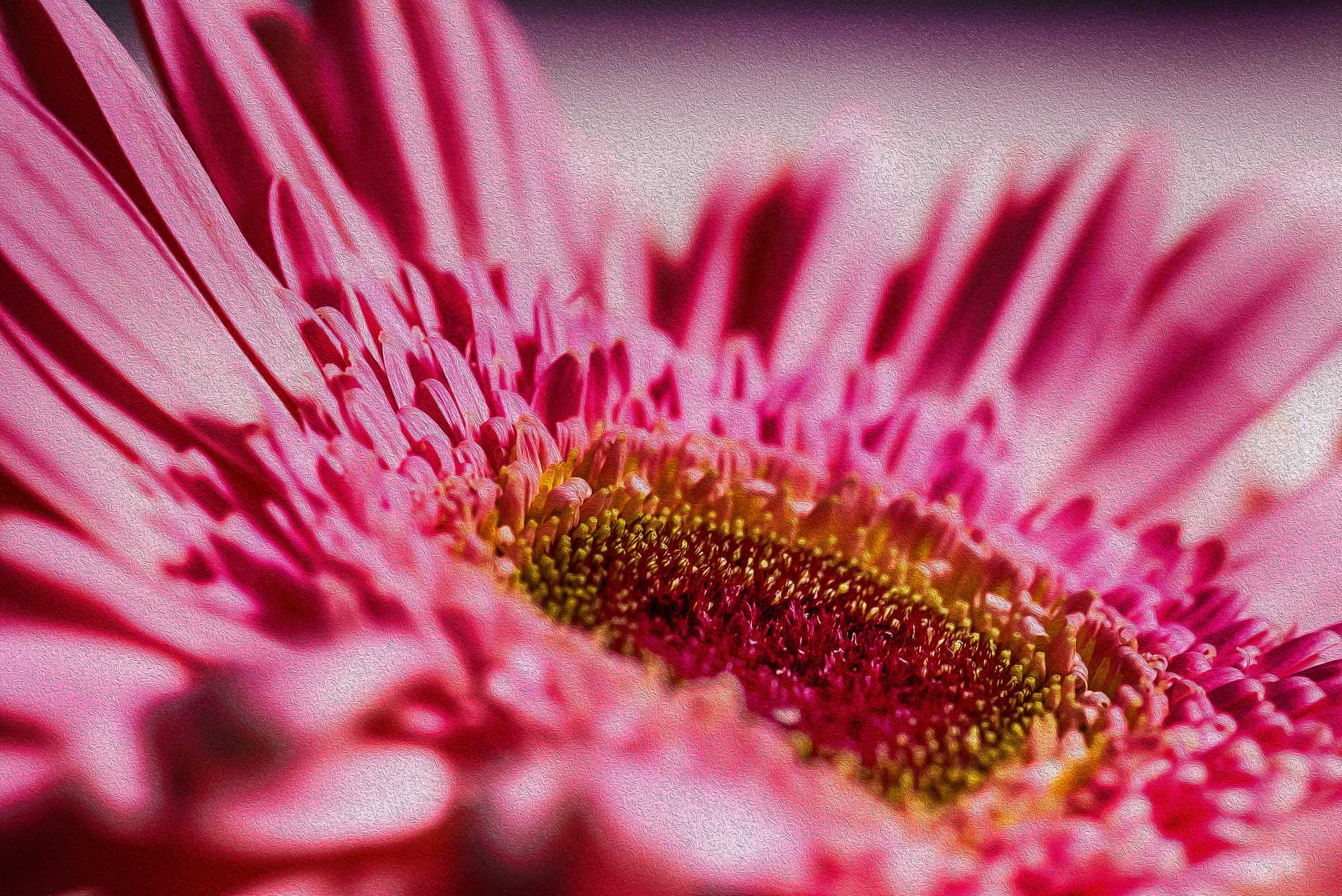 Lush Pink Gerber Daisy Flower #2