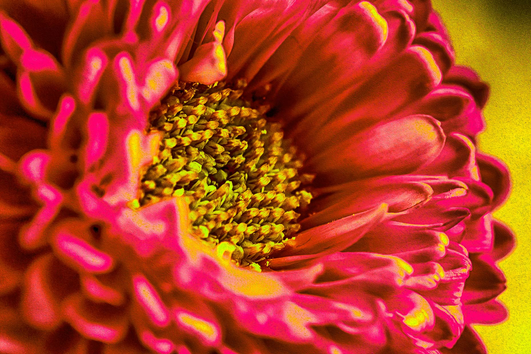 Pretty In Pink Flower