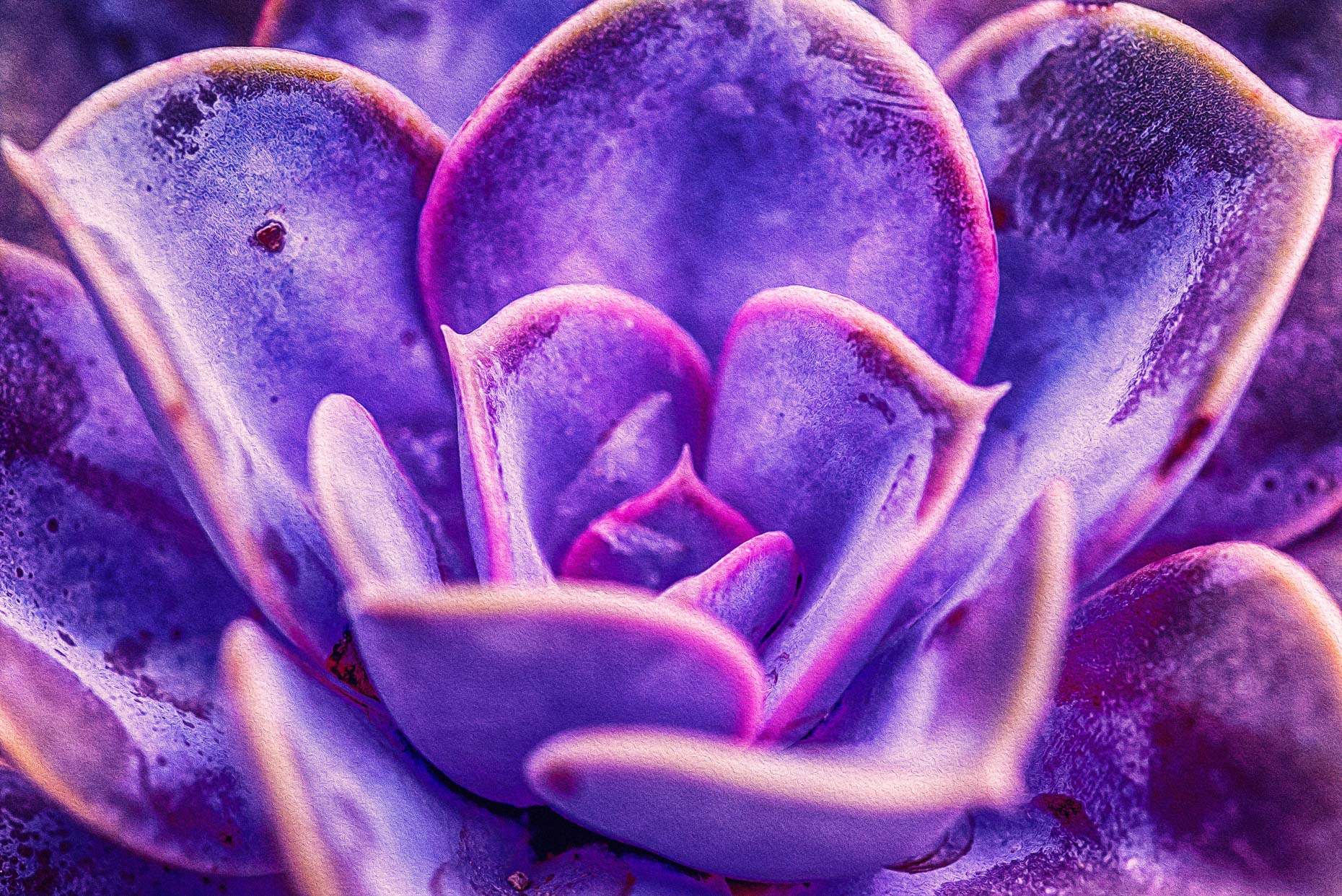 Psychedelic Cactus Petals #2