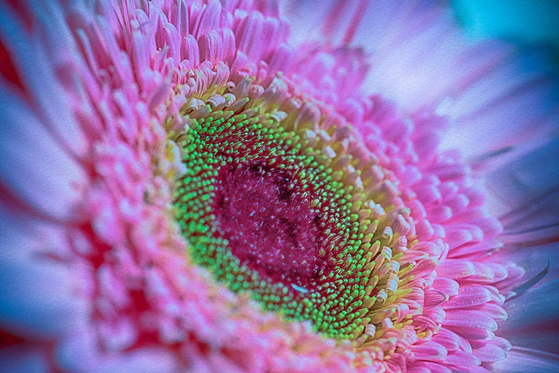 Lush Psychedelic Pink Gerber Daisy Flower #1