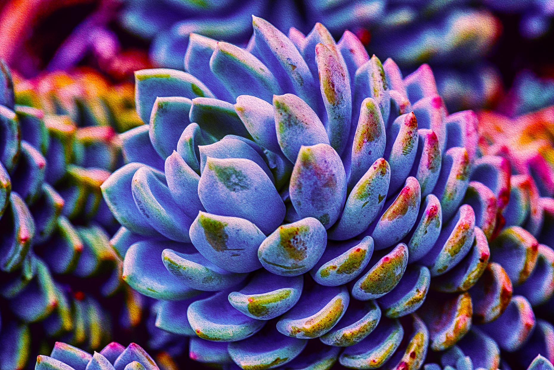Psychedelic Cone Cactus #1