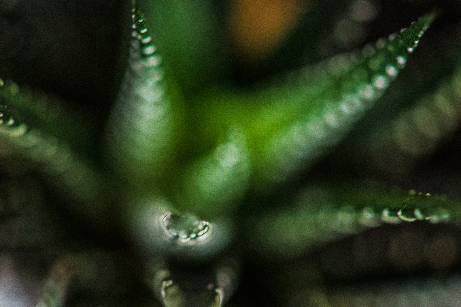 Dreamy Cactus