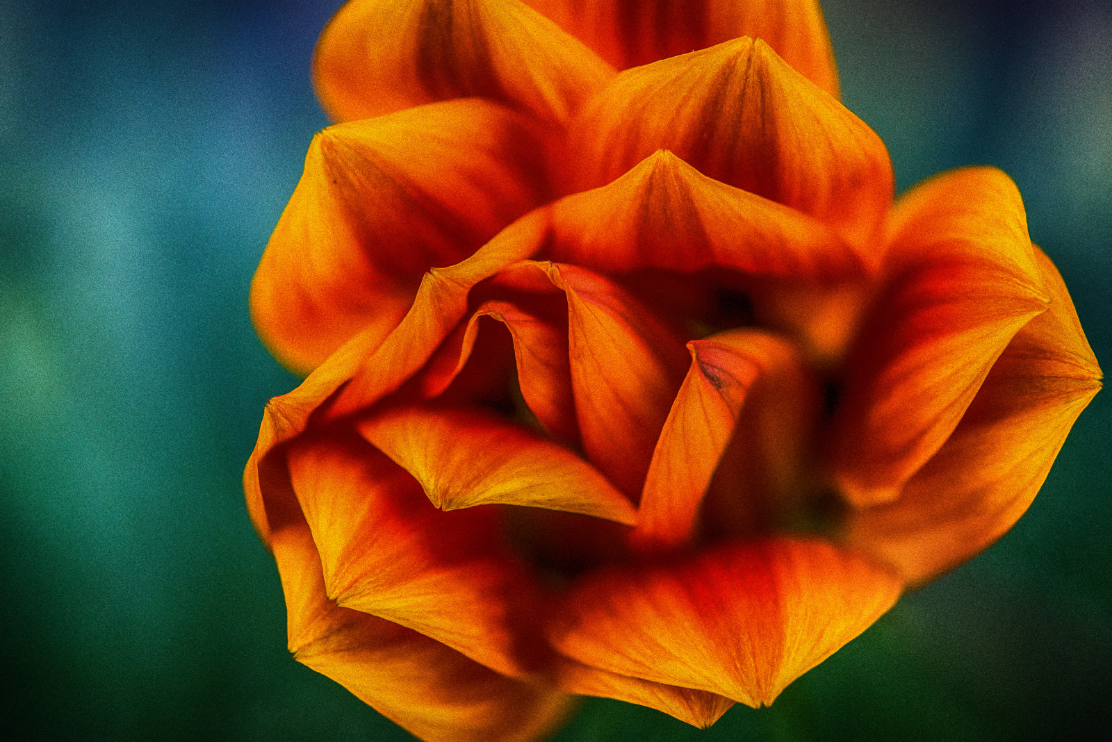 Golden Flower
