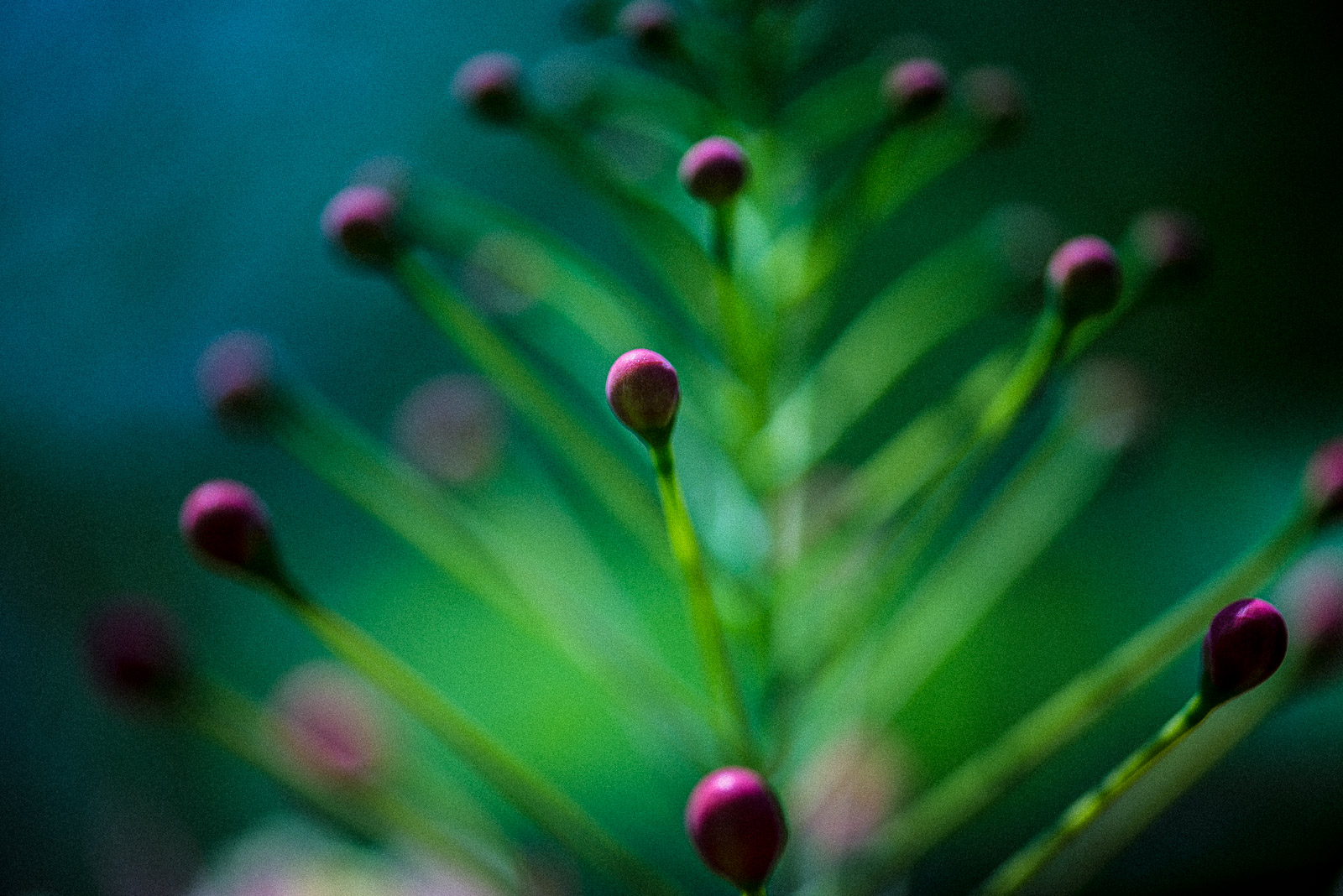 Abstract Stalks and Buds