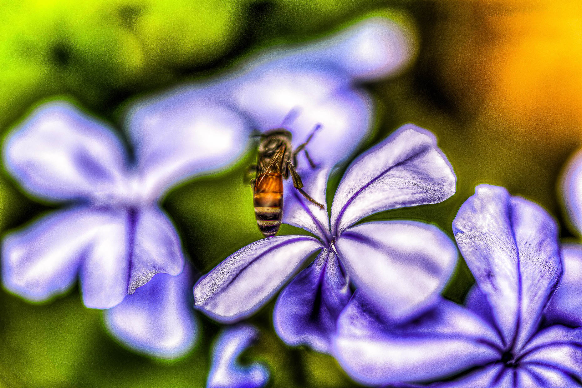 Bee on Flower Vivid Colours